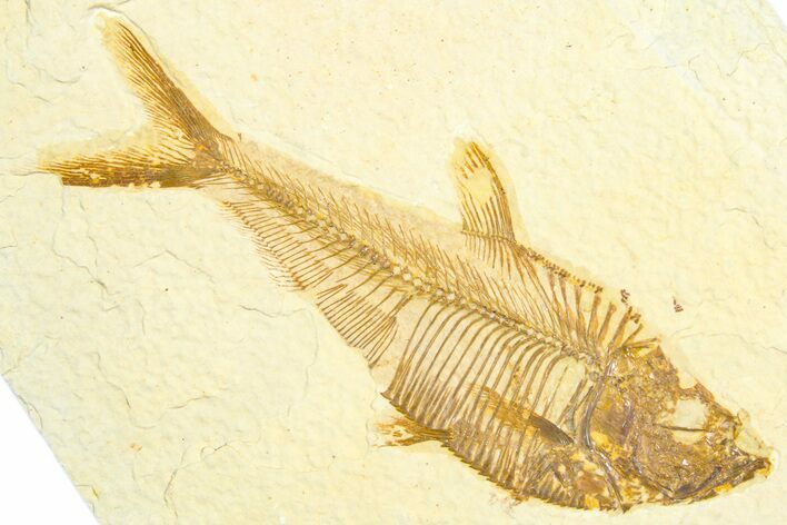 Detailed Fossil Fish (Diplomystus) - Wyoming #360746